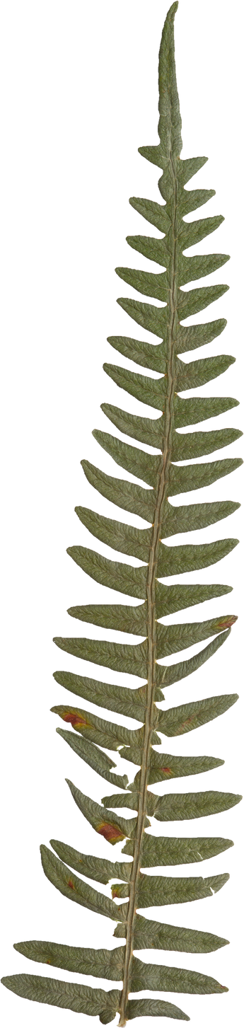 Hand Pressed Flora