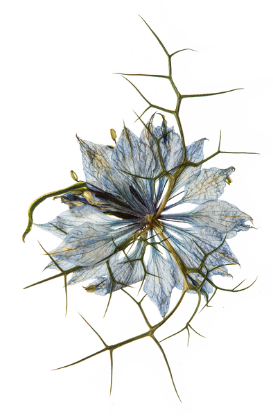 Hand Pressed Flora