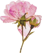 Hand Pressed Flora