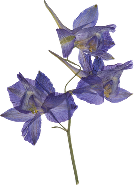 Hand Pressed Flora