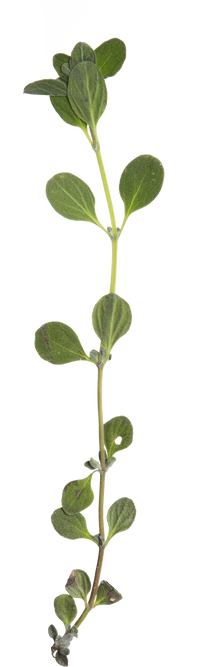 Hand Pressed Flora