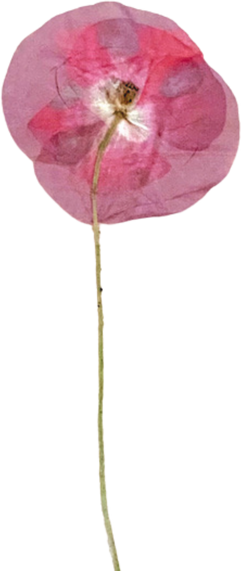 Dried Red Poppy