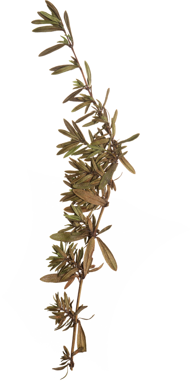 Hand Pressed Flora