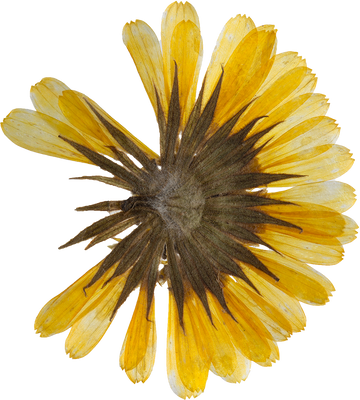 Hand Pressed Flora