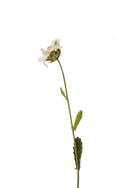 Hand Pressed Flora