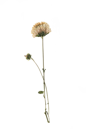 Hand Pressed Flora