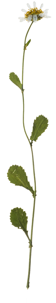 Hand Pressed Flora