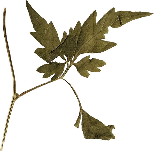 Dried and Pressed Leaves