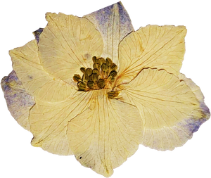 Yellow Pressed Flower